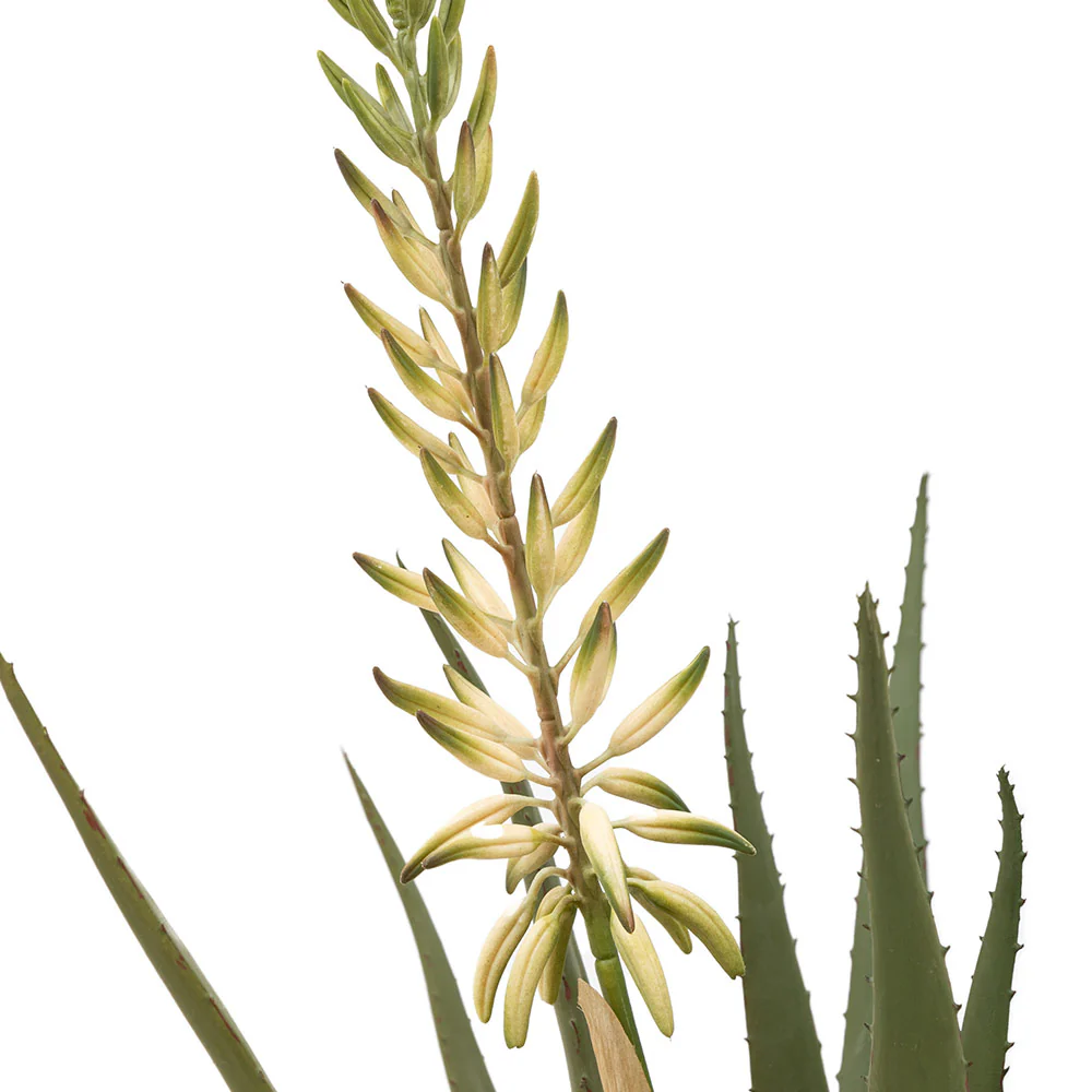 Aloe Potted Plant with White Flower - Image 3