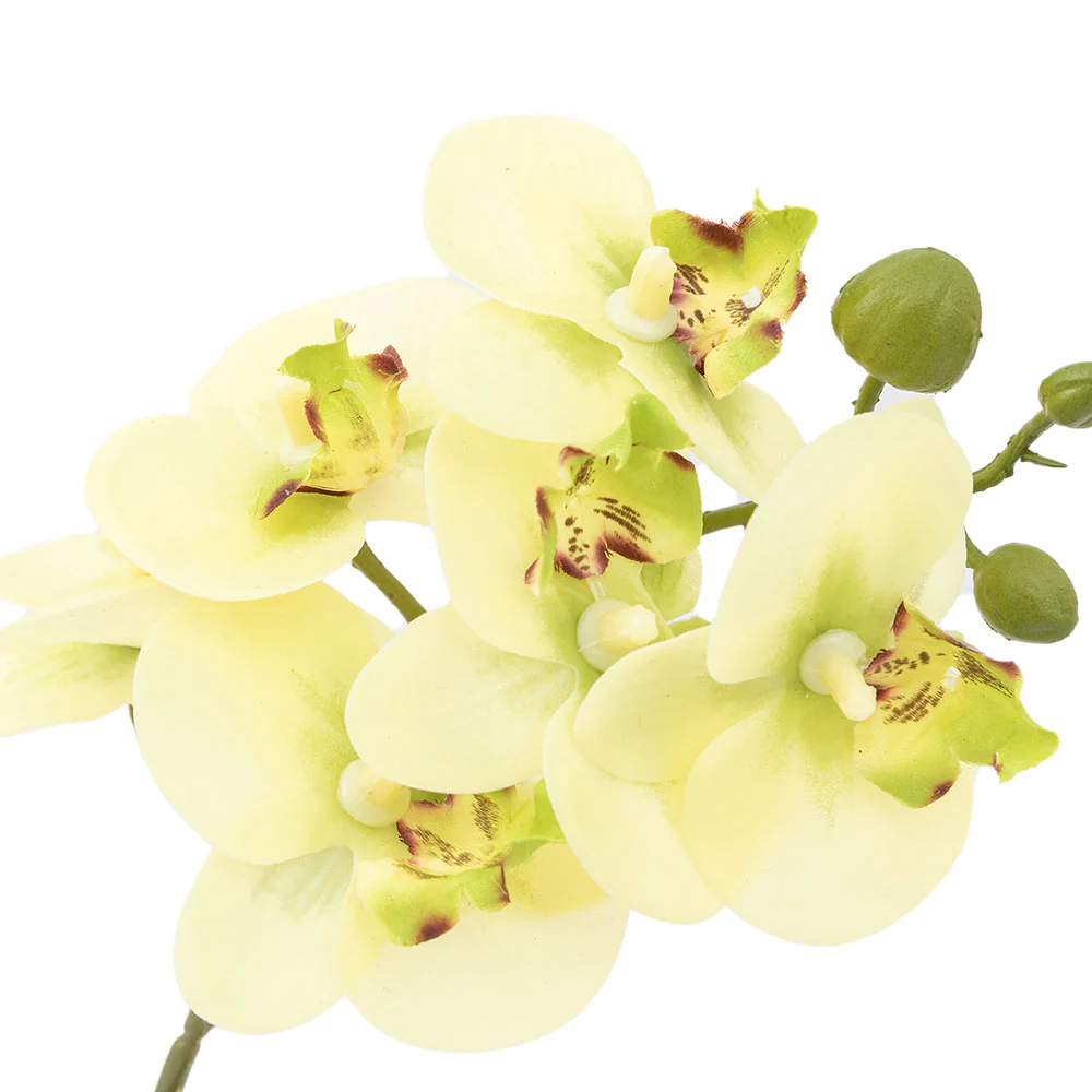 Artificial Cream Orchid in Ribbed White Ceramic Pot - Image 11