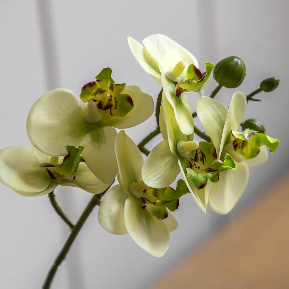 Artificial Cream Orchid in Ribbed White Ceramic Pot - Image 12