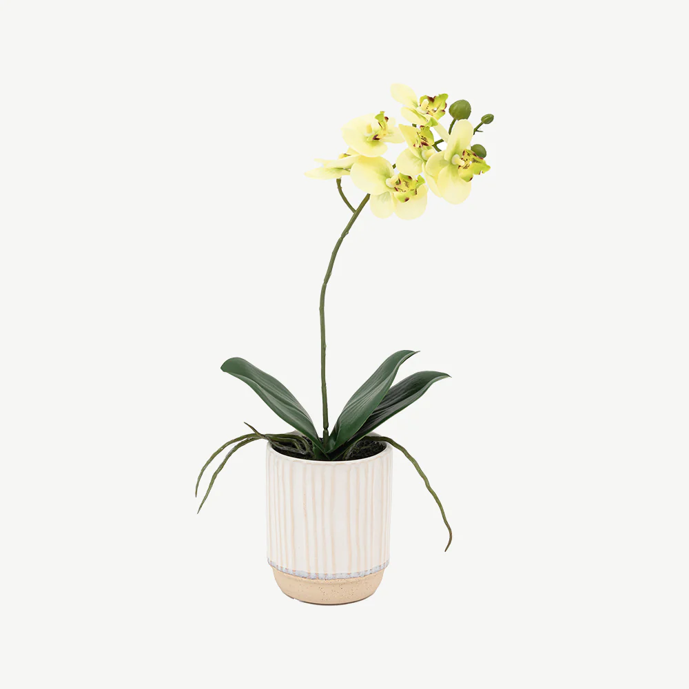 Artificial Cream Orchid in Ribbed White Ceramic Pot - Image 3