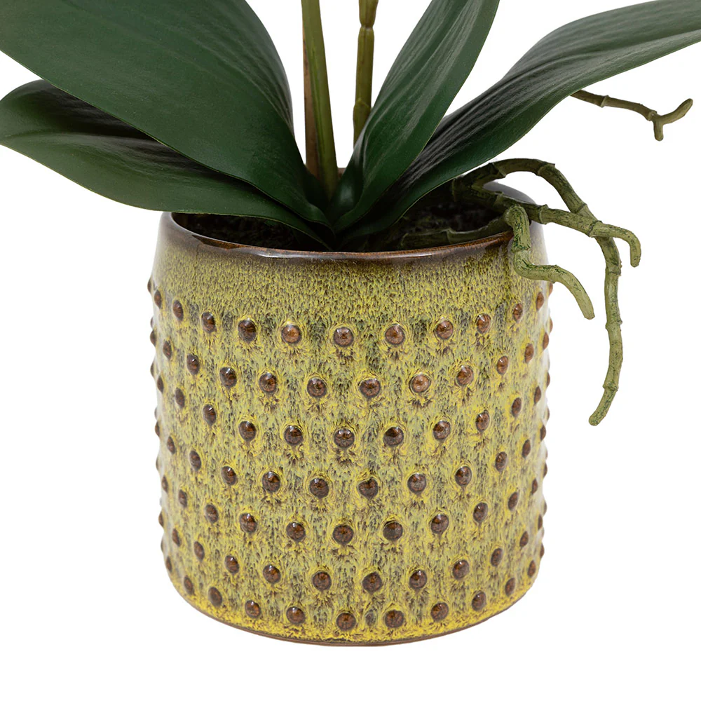 Artificial Orchid Multicolour in Moss Ceramic Dot Pot - Image 5