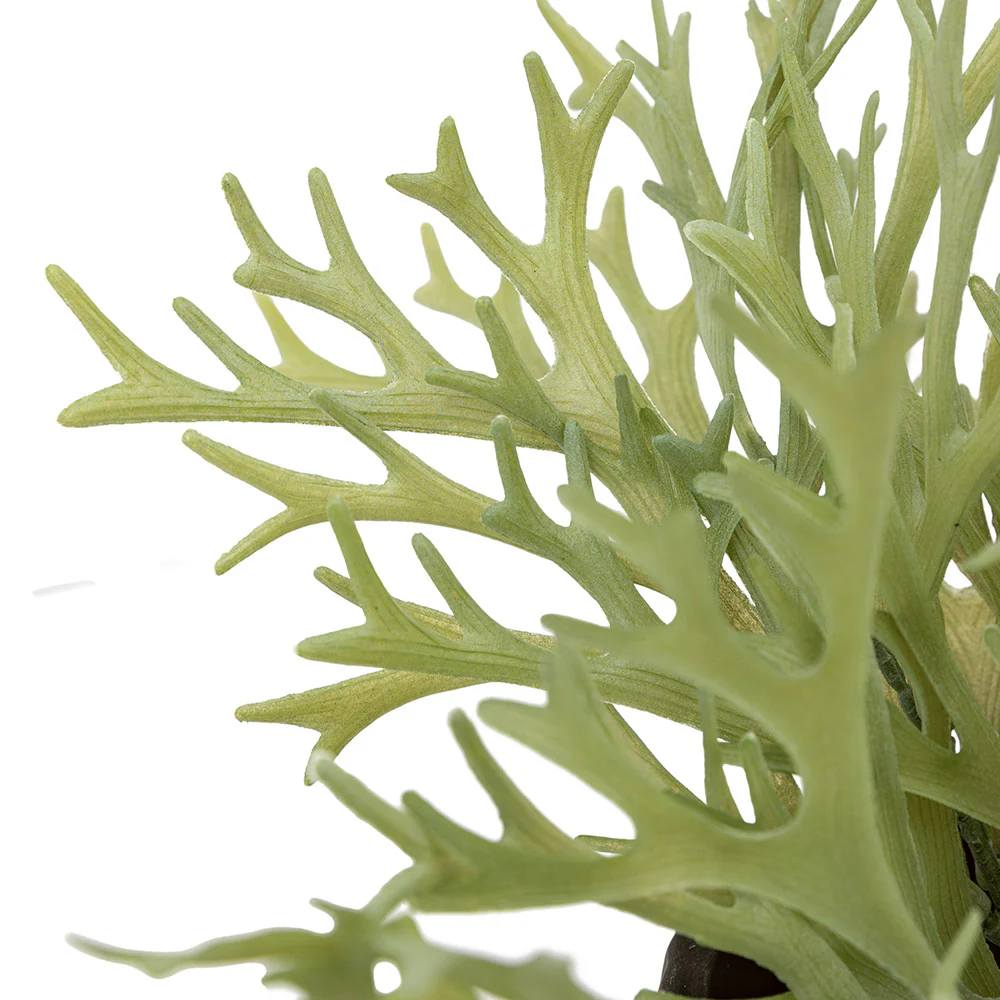 Artificial Playycerium in Ceramic Pot - Image 3