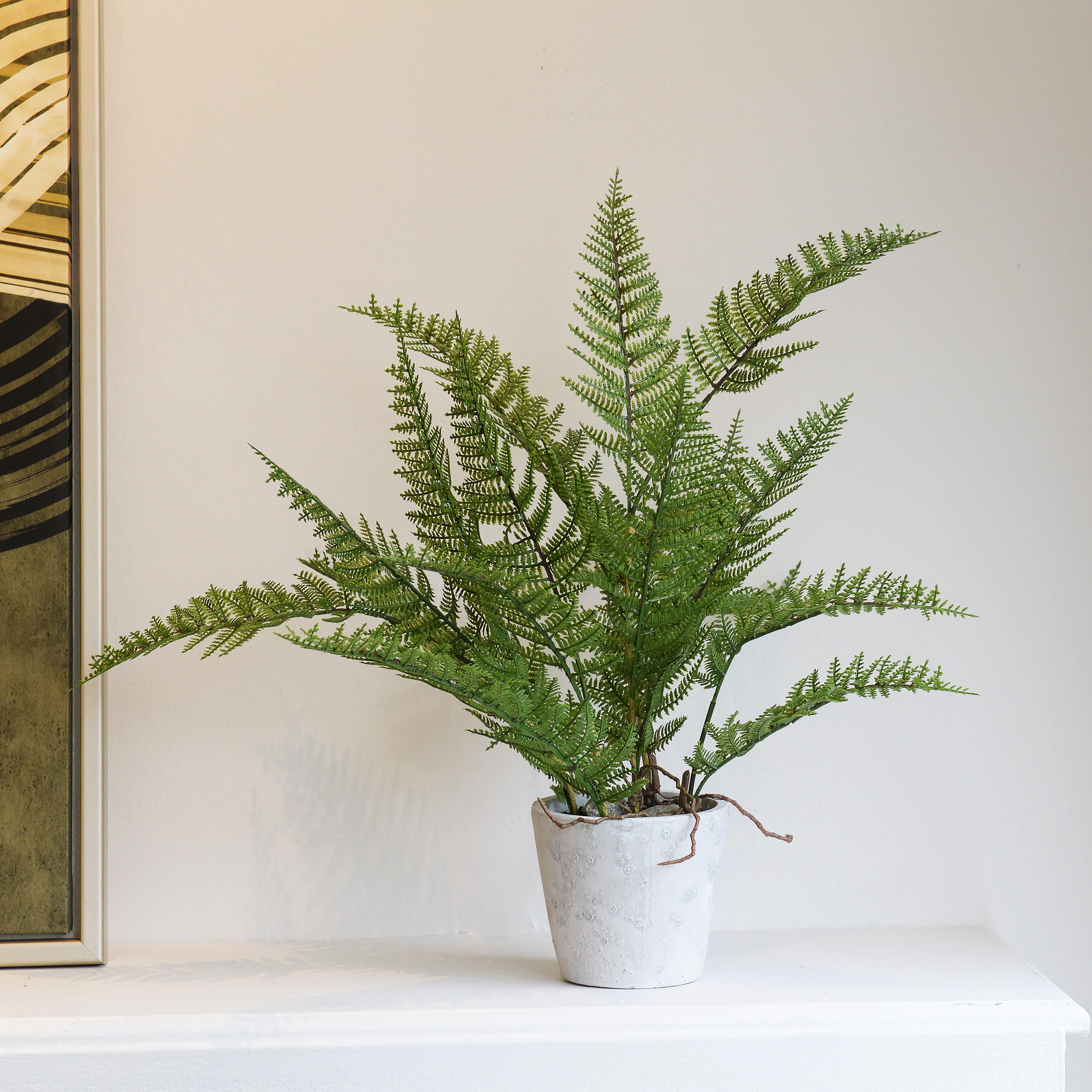 Green Bracken Fern Plant in Grey Cement Pot
