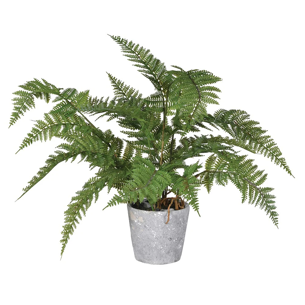 Green Bracken Fern Plant in Grey Cement Pot - Image 3