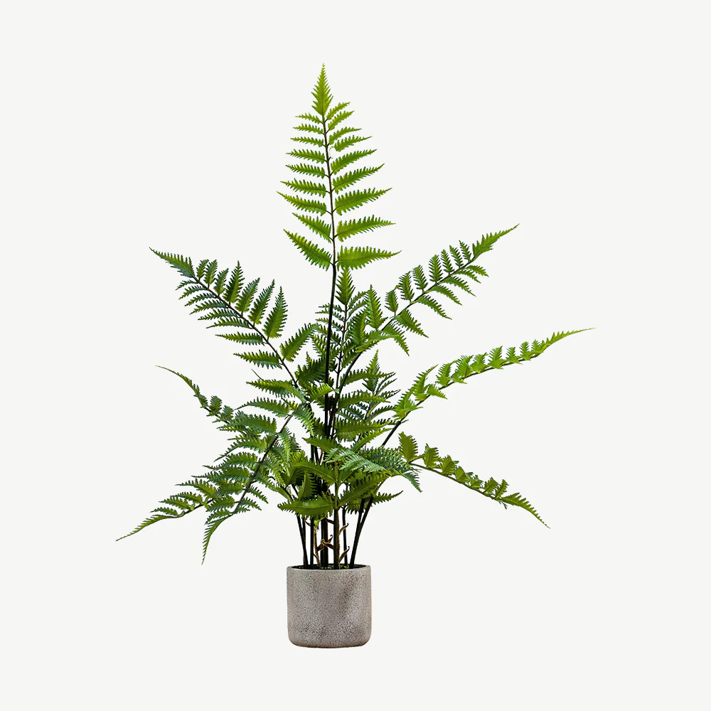 Potted Fern in Cement Pot - Image 3
