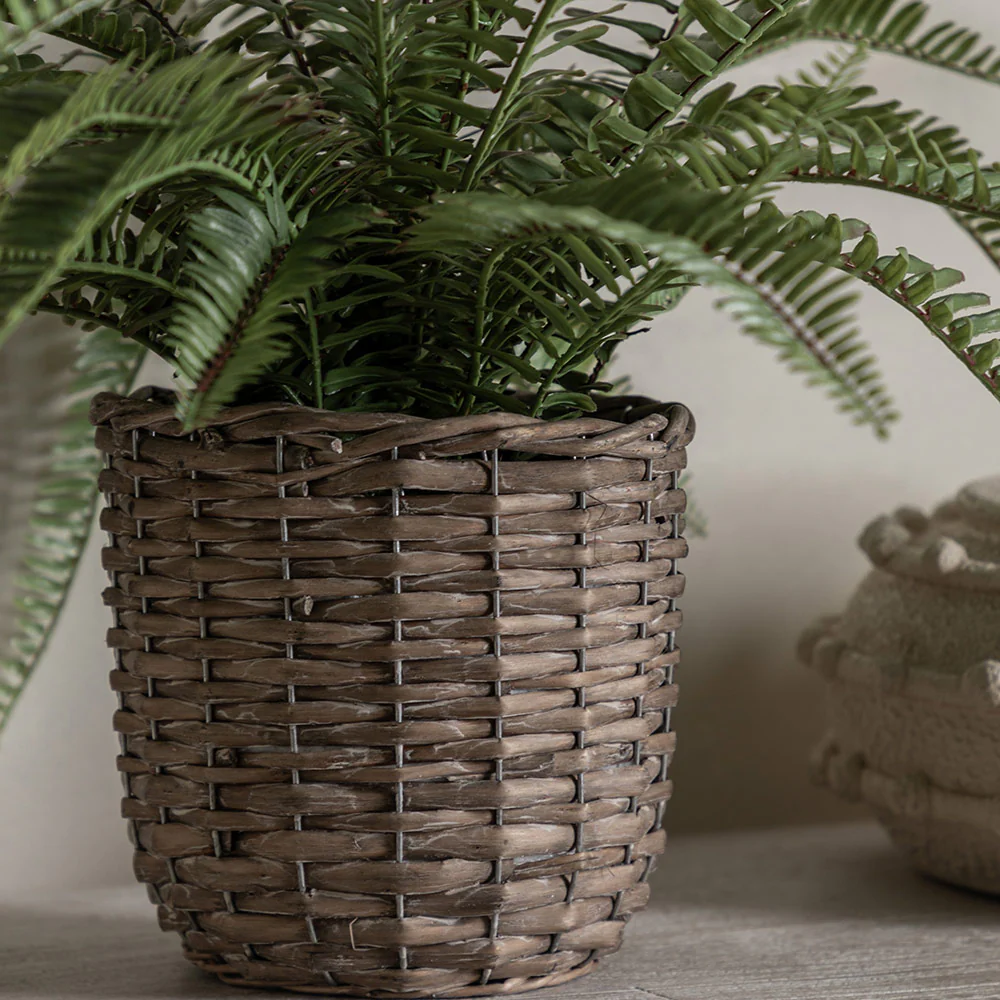 Potted Fern Plant - Image 2