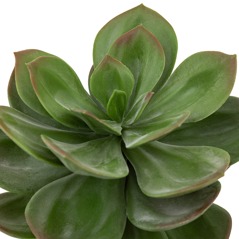 Potted Succulent in Ribbed Black Ceramic Pot - Image 5