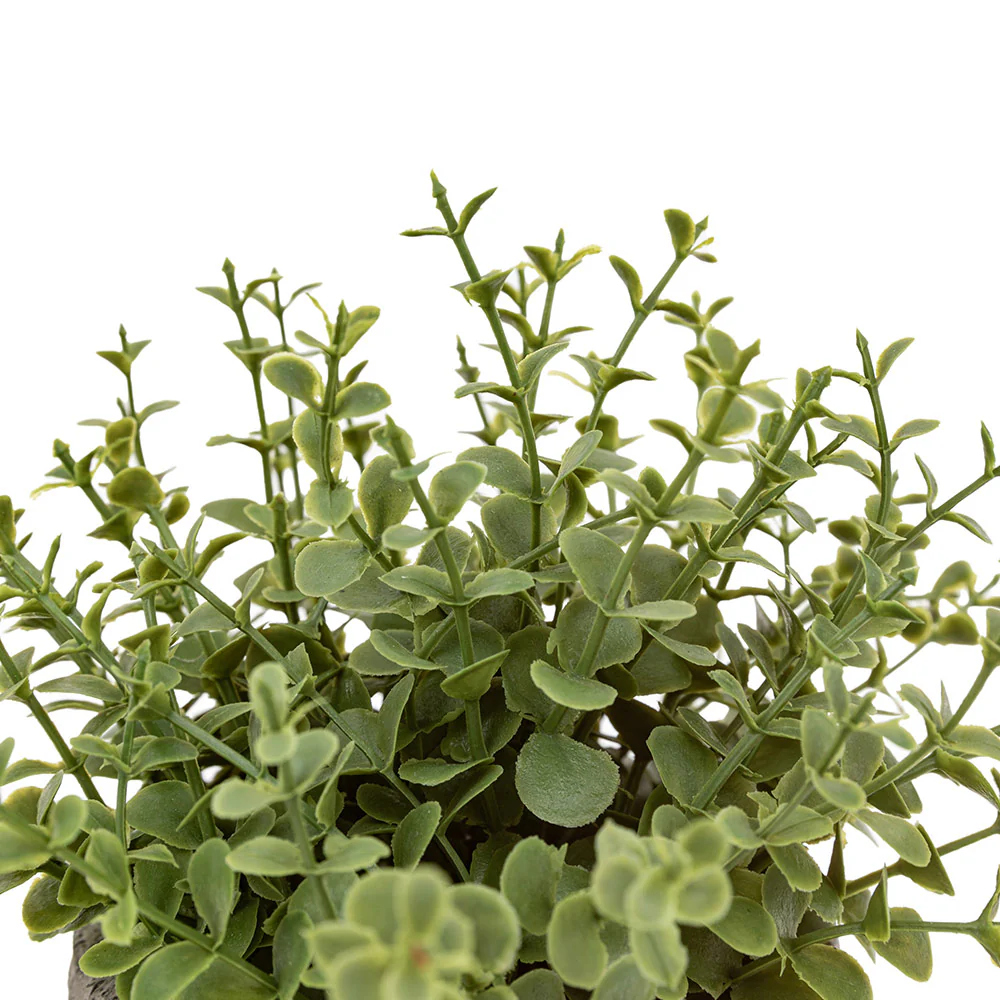 Set of 2 Potted Plant Ceramic Scratch Pots Rosemary - Image 4